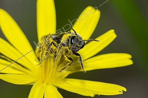 Biosphoto | 2628382 | Abeille (Lasioglossum sp) butinant les étamines d'une fleur jaune, Saint-Pierre-La-Palud, Rhône, France | &copy; Philippe Lebeaux / Biosphoto