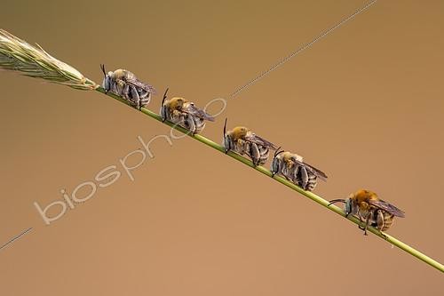 Biosphoto | 2518455 | Abeilles Amégilles (Amegilla sp), mâles au  dortoir , Oukaimedem, Haut-Atlas, Maroc. | &copy; Frank Deschandol & Philippe Sabine / Biosphoto