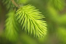 Biosphoto | 937196 | Abies - variety not identified, Fir | &copy; Tony Howell / Flowerphotos / Biosphoto