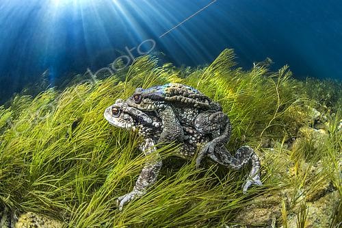 Biosphoto | 2440955 | Accouplement de Crapauds communs (Bufo bufo) dans la rivière de la Buèges, Hérault, Occitanie, France. | &copy; Mathieu Foulquié / Biosphoto
