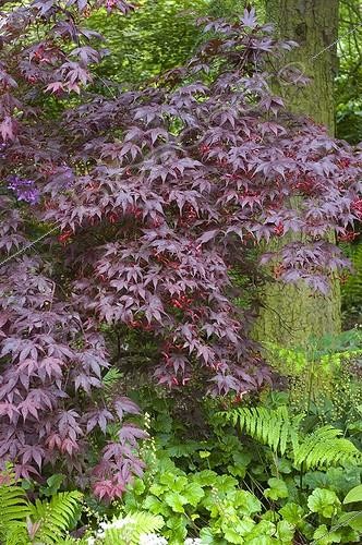 Biosphoto | 449663 | ACER | &copy; DIGIT images / Biosphoto