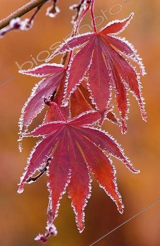Biosphoto | 940067 | Acer palmatum | &copy; Sue Bishop / Flowerphotos / Biosphoto