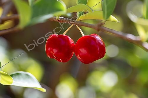Biosphoto | 2496698 | Acerola cherry (Malpighia emarginata), Parnaiba Delta, Maranhao, Brazil | &copy; Marie Aymerez / Biosphoto
