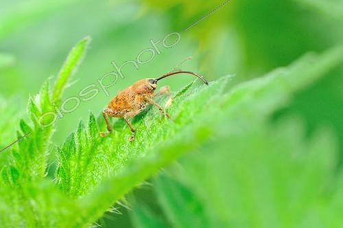 Biosphoto | 740448 | Acorn Weevil on a Stinging Nettle leaf in Touraine France | &copy; Bruno Guénard / Biosphoto