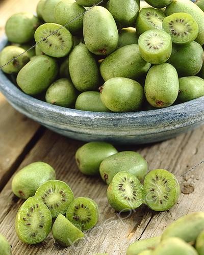 Biosphoto | 2138115 | Actinidia arguta Weiki | &copy; Van der Valk/ Patioplant / Visions Pictures / Biosphoto