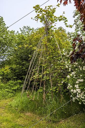 Biosphoto | 2588207 | Actinidia growing on a hazel tipi, France, Brittany, spring. | &copy; Yann Avril / Biosphoto
