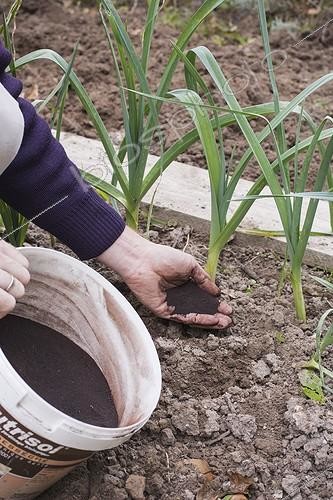 Biosphoto | 2047626 | Adding dried blood fertilier on leeks ina kitchen garden | &copy; Jean-Michel Groult / Biosphoto