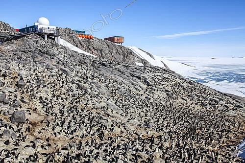 Biosphoto | 2431604 | Adelie penguin colony (Pygoscelis adeliae) in the Dumont d'Urville Antarctic base, Adélie land, Antarctica | &copy; Thibaut Vergoz / Biosphoto