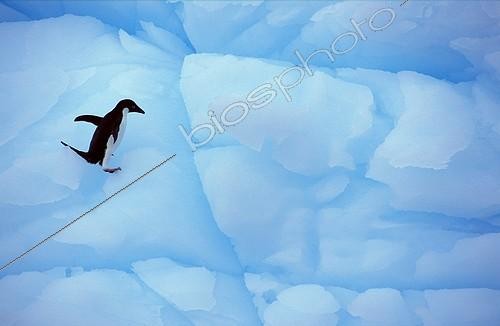 Biosphoto | 7303 | Adélie penguin on the ice. Paulet Island Antarctica | &copy; Theo Allofs / Biosphoto