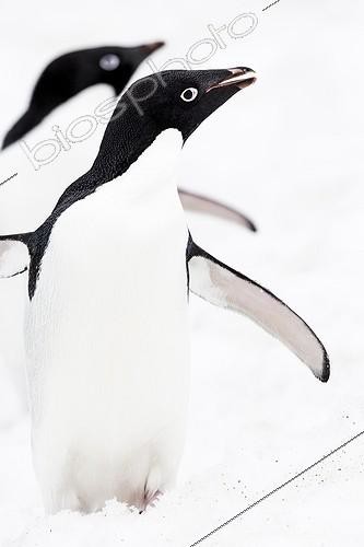 Biosphoto | 2027138 | Adelie Penguins on ice - Antarctica | &copy; Manon Moulis / Biosphoto
