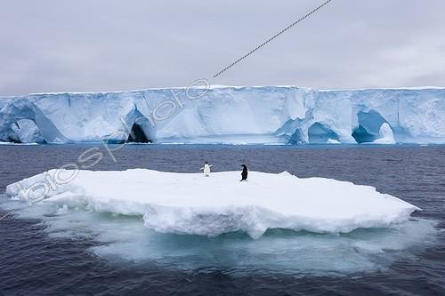 Biosphoto | 1611261 | Adelie Penguins on ice drifting near the Adélie Land | &copy; Samuel Blanc / Biosphoto