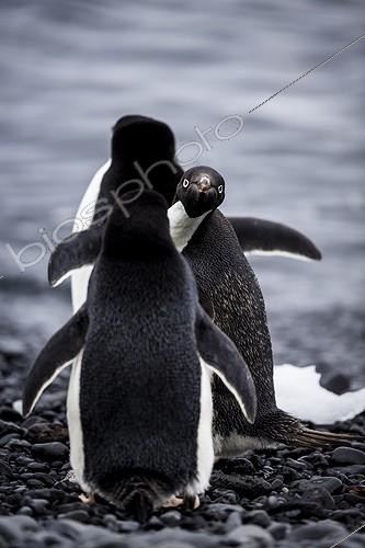 Biosphoto | 2016149 | Adelie penguins on the shore - Antarctica ; Peek a boo penguin | &copy; Manon Moulis / Biosphoto