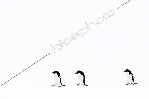 Biosphoto | 2027146 | Adelie Penguins walking on ice - Antarctica | &copy; Manon Moulis / Biosphoto