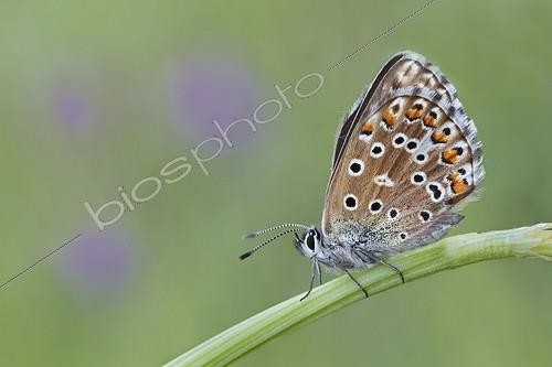 Biosphoto | 1921395 | Adonis Blue female - Serra da Encina da Lastra Spain  | &copy; Siro Moya / Biosphoto
