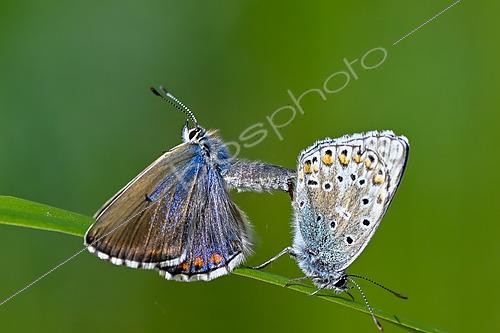 Biosphoto | 2605372 | Adonis Blue (Lysandra bellargus), mating, protected natural site of the limestone lawn of Troussey, Lorraine, France | &copy; Stéphane Vitzthum / Biosphoto
