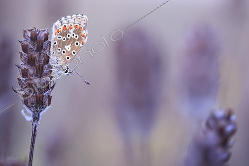 Biosphoto | 2610044 | Adonis Blue (Lysandra bellargus) on a wilted Aleutian selfheal (Prunella vulgaris) at sunset in a limestone meadow, Normandy, France | &copy; Christophe Perelle / Biosphoto