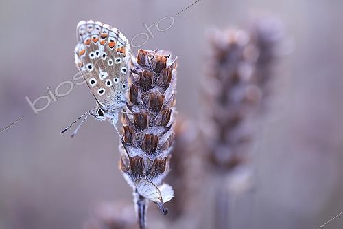 Biosphoto | 2610045 | Adonis Blue (Lysandra bellargus) on a wilted Aleutian selfheal (Prunella vulgaris) at sunset in a limestone meadow, Normandy, France | &copy; Christophe Perelle / Biosphoto