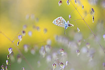 Biosphoto | 2619556 | Adonis Blue (Lysandra bellargus) on Quakinggrass (Briza sp) spikelet, France. | &copy; Christophe Perelle / Biosphoto
