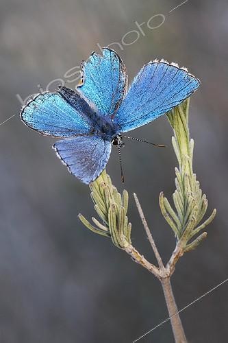 Biosphoto | 1921394 | Adonis Blue male - Serra da Encina da Lastra Spain  | &copy; Siro Moya / Biosphoto