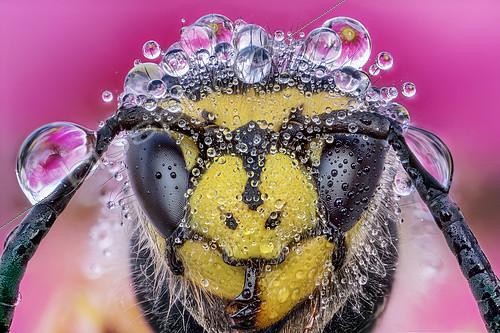 Biosphoto | 2304068 | Adorned by the dew, Luzzana, Reggio Emilia, Italy | &copy; Alberto Ghizzi Panizza / Biosphoto