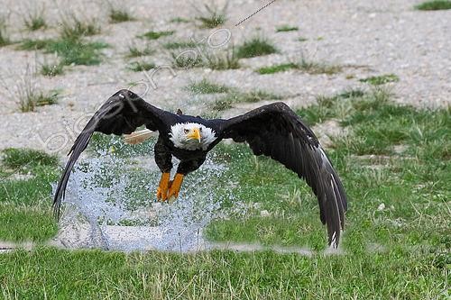 Biosphoto | 2602347 | Adult Bald Eagle (Haliaeetus leucocephalus) catching a fish in the water, USA | &copy; Jean Mayet / Biosphoto