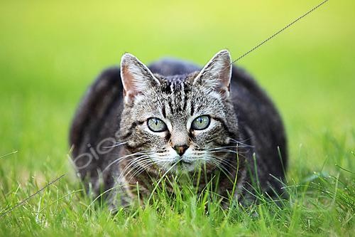 Biosphoto | 2625939 | Adult european cat lying in the grass | &copy; Eric Guilloret / Biosphoto