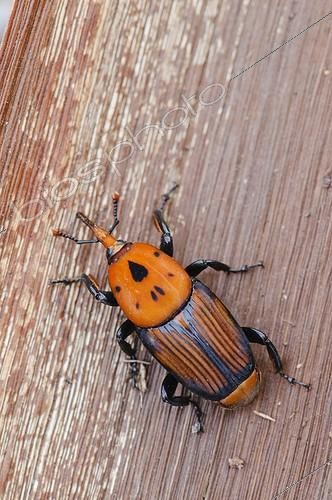 Biosphoto | 1199937 | Adult from the Red Palm Weevil in Spain ; Found when treating an infested Canary palm tree | &copy; Roger Eritja / Biosphoto