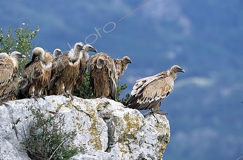 Biosphoto | 2608354 | Adult Griffon vultures (Gyps fulvus) waiting for lift on the edge of a cliff, Spain | &copy; Jean Mayet / Biosphoto