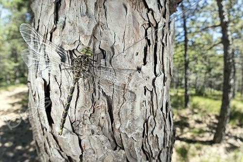 Biosphoto | 2552666 | Adult male of western spectre (Boyeria irene) resting on Pinus sp. trunk, Liguria, Italy | &copy; Tonči Maletic / Biosphoto