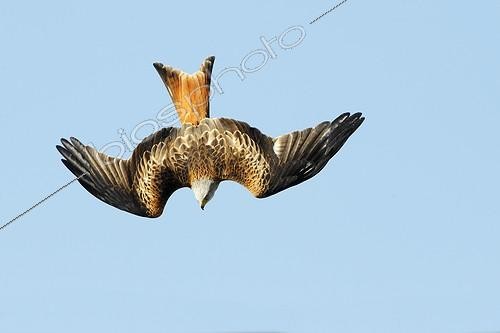 Biosphoto | 1635472 | Adult Red Kite in flight at spring | &copy; Frédéric Desmette / Biosphoto