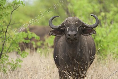 Biosphoto | 2081940 | African Buffalo (Syncerus caffer) in savanah, Kruger, South Africa | &copy; Tonino De Marco / Biosphoto