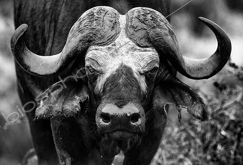 Biosphoto | 2081939 | African Buffalo (Syncerus caffer) portrait, Kruger, South Africa | &copy; Tonino De Marco / Biosphoto