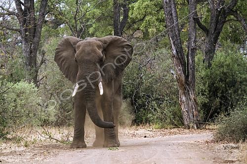 Biosphoto | 2082374 | African bush elephant (Loxodonta africana africana) charging, Kruger national park, South Africa | &copy; Patrice Correia / Biosphoto