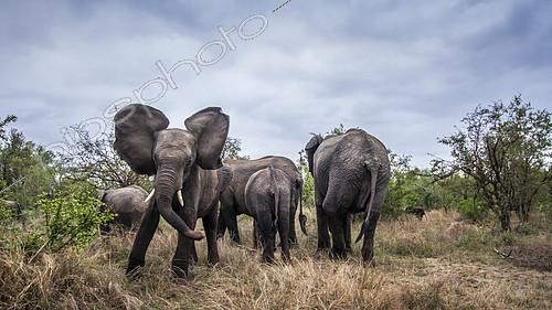 Biosphoto | 2082376 | African bush elephant (Loxodonta africana africana) charging, Kruger national park, South Africa | &copy; Patrice Correia / Biosphoto