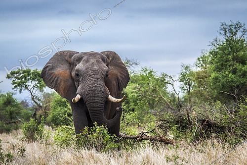 Biosphoto | 2082377 | African bush elephant (Loxodonta africana africana) charging, Kruger national park, South Africa | &copy; Patrice Correia / Biosphoto