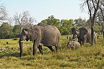 Biosphoto | 2623097 | African bush elephant (Loxodonta africana) females and calf. Botswana. | &copy; Michel Bureau / Biosphoto