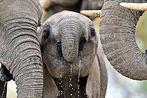 Biosphoto | 2551873 | African bush elephant (Loxodonta africana), Baby elephant drinking, Hwange, NP, Zimbabwe | &copy; Pierre Vernay / Biosphoto