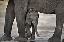 Biosphoto | 2623060 | African bush elephant (Loxodonta africana) calf, Botswana. | &copy; Michel Bureau / Biosphoto