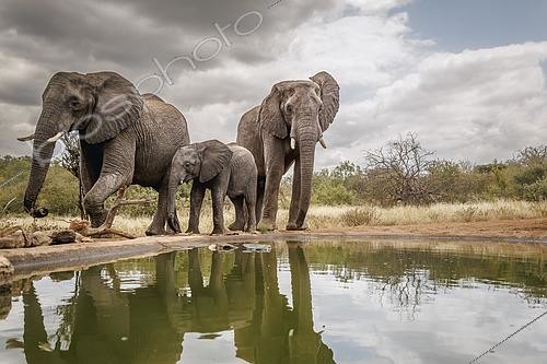 Biosphoto | 2620290 | African bush elephant (Loxodonta africana) family along waterhole with reflection in Greater Kruger National park, South Africa | &copy; Patrice Correia / Biosphoto