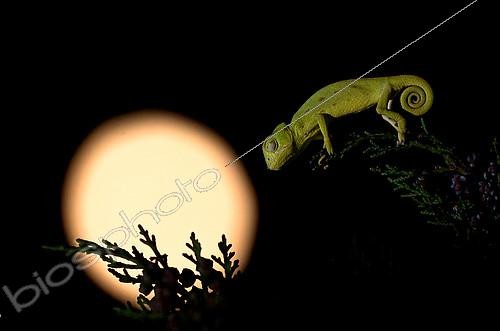 Biosphoto | 2407162 | African Chameleon (Chamaeleo africanus) at night, Greece | &copy; Benoît Outrey / Biosphoto