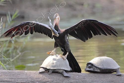 Biosphoto | 925065 | African Darter climbing on a turtle after fishing Kruger NP | &copy; J.-J. Alcalay & B. Marcon / Biosphoto