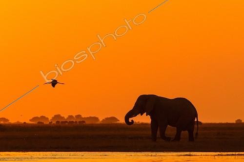 Biosphoto | 1813110 | African Elephant at dusk Botswana Chobe NP  | &copy; Roger de La Harpe / Biosphoto