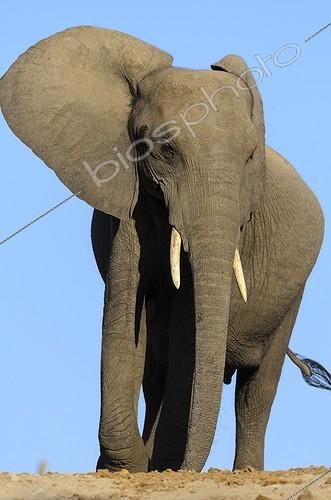 Biosphoto | 1813109 | African Elephant Chobe NP Botswana  | &copy; Roger de La Harpe / Biosphoto