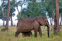 Biosphoto | 2619699 | African Elephant (Loxodonta africana) and young, Maasai Mara Forest, Kenya. | &copy; Pierre Vernay / Biosphoto