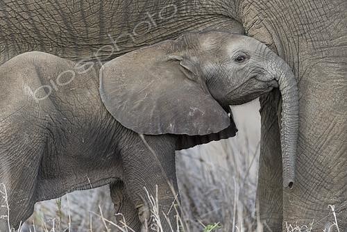 Biosphoto | 2081913 | African Elephant (Loxodonta africana) calf rubbing her mother with a smile, Kruger, South Africa | &copy; Tonino De Marco / Biosphoto