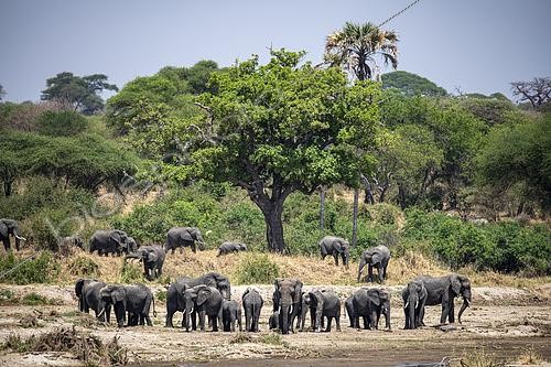 Biosphoto | 2603010 | African Elephant (Loxodonta africana) elephant family on the river bank in Tarangire National Park, Tanzania | &copy; Clément Fontaine / Biosphoto