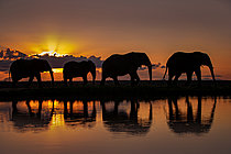 Biosphoto | 2622214 | African elephant (Loxodonta africana) group walking in front of setting sun with reflexion in waterhole, South Africa | &copy; Marion Vollborn / BIA / Biosphoto