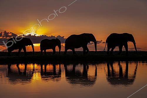 Biosphoto | 2622214 | African elephant (Loxodonta africana) group walking in front of setting sun with reflexion in waterhole, South Africa | &copy; Marion Vollborn / BIA / Biosphoto