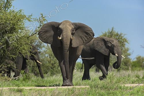 Biosphoto | 2081927 | African Elephant (Loxodonta africana) stop, Kruger, South Africa | &copy; Tonino De Marco / Biosphoto
