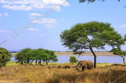 Biosphoto | 2603041 | African Elephant (Loxodonta africana) under a tree at the edge of a lake in Tarangire National Park, Tanzania | &copy; Clément Fontaine / Biosphoto